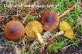 Cortinarius cinnamomeoluteus-amf651